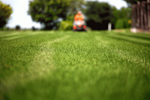 Grass with an out of focus lawnmower in the distance